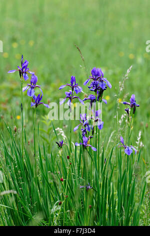 Gruppe von Wildblumen der Sibirische Schwertlilie (Iris Sibirica) im grünen Wiese, Oberbayern, Deutschland, Europa. Stockfoto