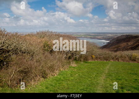 Rand der Zwerg Eiche Wald bei Dizzard in Boscastle, Widemouth SSSI, Cornish Nordküste Stockfoto