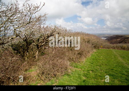 Rand der Zwerg Eiche Wald bei Dizzard in Boscastle, Widemouth SSSI, Cornish Nordküste Stockfoto