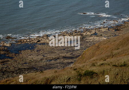 Intensiv gefaltete Karbon Felsen an der Küste bei Dizzard in Boscastle, Widemouth SSSI, Cornish Nordküste. Stockfoto