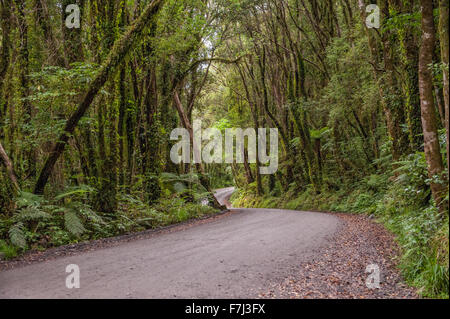 Wicklung der Schotterstraße durch den Regenwald in Gletscher Land, West Coast, Südinsel, Neuseeland Stockfoto