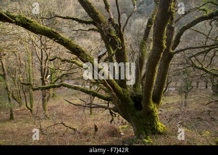 Alten sessile Eiche Pollards bei Cloutsham, Dunkery Leuchtfeuer, Exmoor, Somerset Stockfoto