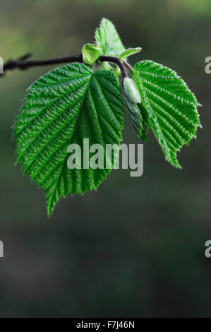 Nahaufnahme der neuen Hasel Blätter mit einem weichen grünen Hintergrund unfurling. Stockfoto