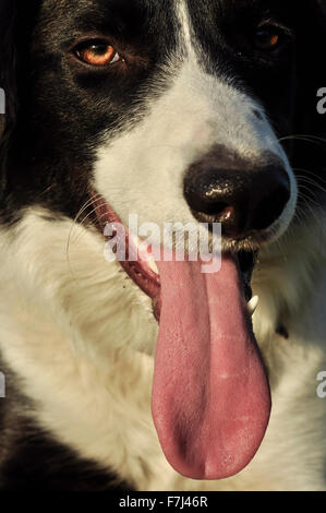 Nahaufnahme von einem Border Collie Hund hecheln mit langer Zunge heraus. Stockfoto