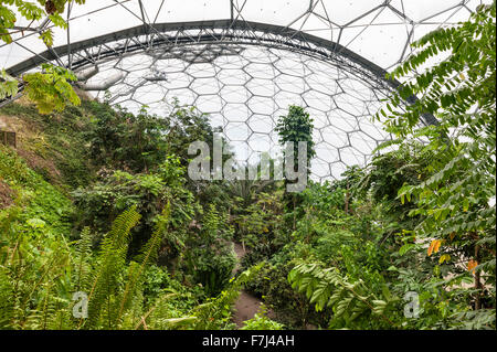 Das Eden Project, St Austell, Cornwall, UK. Innenraum des Rainforest Biome Stockfoto