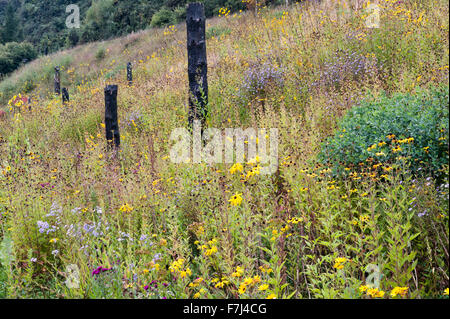 Das Eden Project, St Austell, Cornwall, UK. Prairie Einpflanzen, verwaltet durch das Verbrennen von jeweils Februar Wildblumen zu fördern Stockfoto