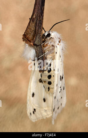 Weiße Hermelin Motte (Spilosoma Lubricipeda) mit Unterseite sichtbar Stockfoto