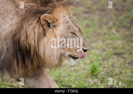 Löwe Panthera Leo in der Nähe von Kopfschuss mit Gesicht und Mähne bedeckt in fliegen Stockfoto