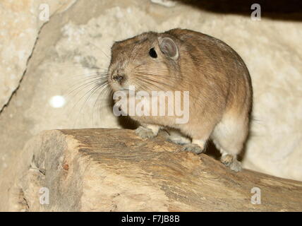 Nordafrikanischen gemeinsame Gundi (Ctenodactylus Gundi) Stockfoto