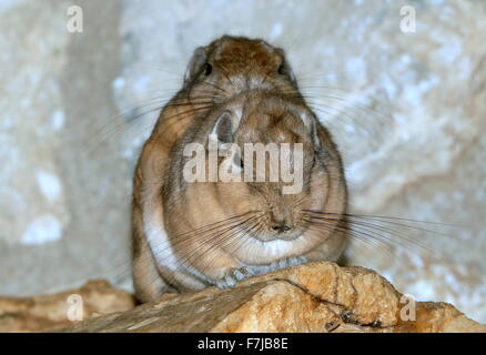 Paar kuscheln nordafrikanischen gemeinsame Gundis (Ctenodactylus Gundi) auf übereinander Stockfoto