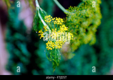 KRÄUTER-DILL IN BUD Stockfoto