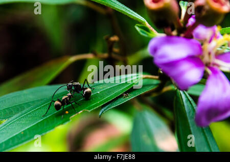 Nahaufnahme der beiden schwarzen Ameisen kämpfen auf einem grünen Blatt. Stockfoto