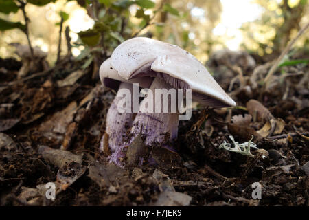 Holz Bilder oder blauen Stiel Pilz, Clitocybe Nuda, Lepista Nuda in Wald, Andalusien, Spanien Stockfoto