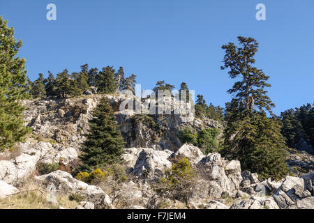 Spanische Tanne, Abies Pinsapo im Naturpark Sierra de Las Nieves, Andalusien, Spanien. Stockfoto