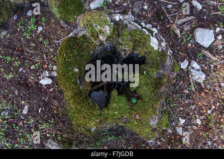 Tote spanische Tanne Stamm, von oben, Abies Pinsapo im Naturpark Sierra de Las Nieves, Andalusien, Spanien. Stockfoto