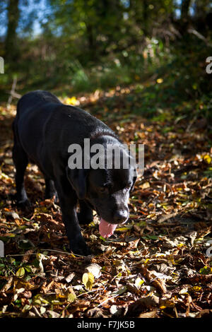 Alter schwarzer Labrador Retriever Hund Stockfoto