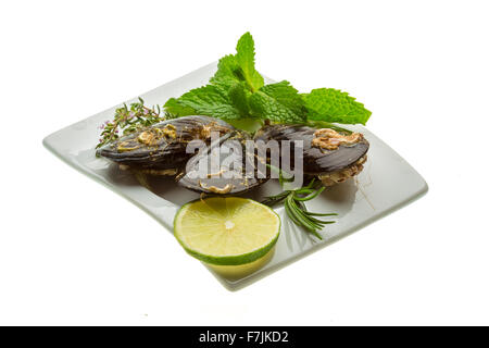 Wilde Muschel-Makro-Studio-Shooting Stockfoto