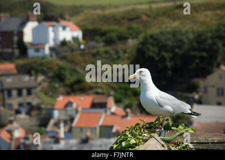 Erwachsenen Silbermöwe thront auf einem Zaun bei der Cowbar Bank, mit Blick auf das Meer Dorf Staithes, North Yorkshire, England, UK. Stockfoto