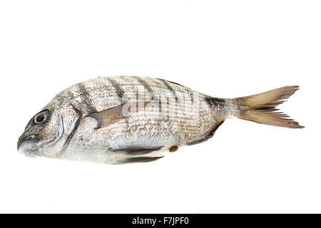 Rohe Tilapia Makro Studioaufnahmen Stockfoto