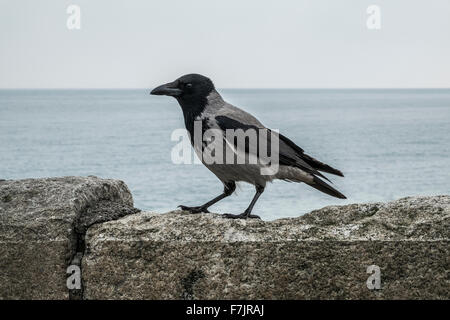 Corvus Cornix Kapuzen Hoodie schwarz graue Krähe Vogel Stockfoto