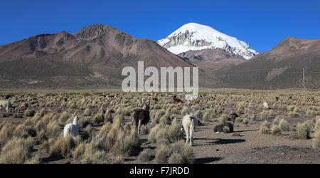 Die Anden-Landschaft mit Herde von Lamas, mit dem Sajama Vulkan im Hintergrund. Stockfoto