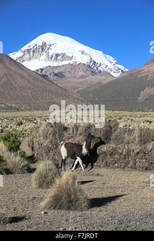 Die Anden-Landschaft mit Herde von Lamas, mit dem Sajama Vulkan im Hintergrund. Stockfoto