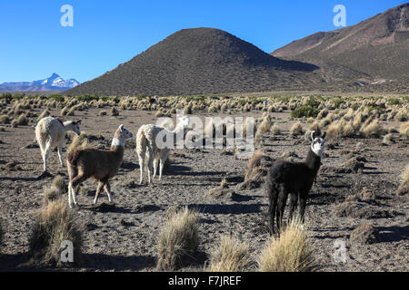 Die Anden-Landschaft mit Herde von Lamas auf natürlichen Park Sajama. Bolivien. Stockfoto