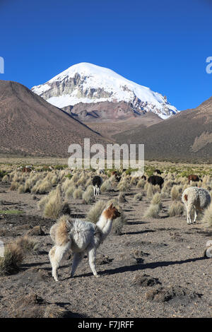 Die Anden-Landschaft mit Herde von Lamas, mit dem Sajama Vulkan im Hintergrund. Stockfoto