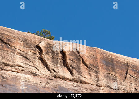 Pinon Kiefer am Rand einer Schlucht in Cedar Mesa, Utah. Stockfoto