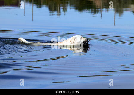 der junge gelbe Labrador Retriever abrufen eine Ente im Teich Stockfoto