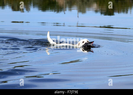 junge gelbe Labrador Retriever abrufen eine Ente im Teich Stockfoto