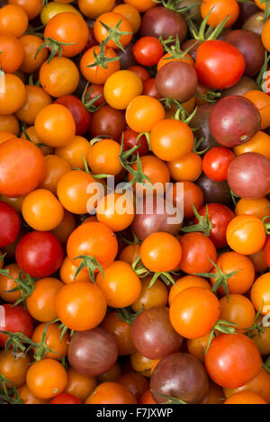 Verschiedene Sorten von frisch geernteten Tomaten. Stockfoto