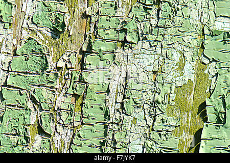 Alter grüner Baum rissige Rinde Textur Stockfoto