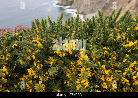 Western Stechginster, Zwerg Ginster, Gallischer Stechginster, Westlicher Stechginster, Französischer Stechginster, Ulex gallii Stockfoto