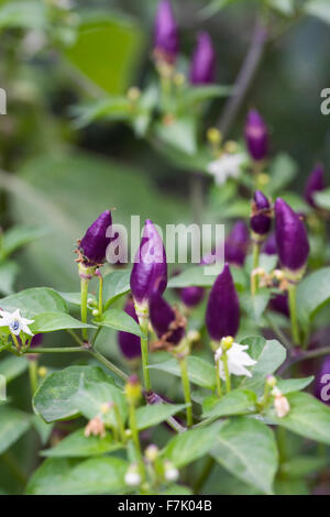 Capsicum Annum NuMex Twilight. Bunte Paprika-Früchte. Stockfoto