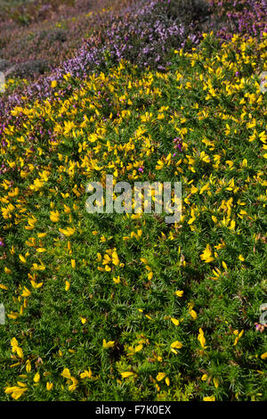 Western Stechginster, Zwerg Ginster, Gallischer Stechginster, Westlicher Stechginster, Französischer Stechginster, Ulex gallii Stockfoto