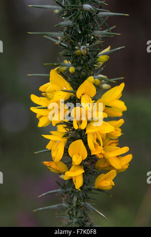 Western Stechginster, Zwerg Ginster, Gallischer Stechginster, Westlicher Stechginster, Französischer Stechginster, Ulex gallii Stockfoto