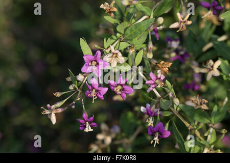 Boxthorn, Feld-Dorn, chinesische Wolfsbeere, Himalayan Goji, Goji-Bier, Bocksdorn, Gojibeere, Lycium Barbarum, Lycium halimifolium Stockfoto