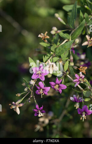 Boxthorn, Feld-Dorn, chinesische Wolfsbeere, Himalayan Goji, Goji-Bier, Bocksdorn, Gojibeere, Lycium Barbarum, Lycium halimifolium Stockfoto