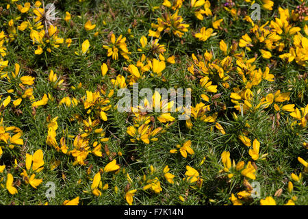 Western Stechginster, Zwerg Ginster, Gallischer Stechginster, Westlicher Stechginster, Französischer Stechginster, Ulex gallii Stockfoto