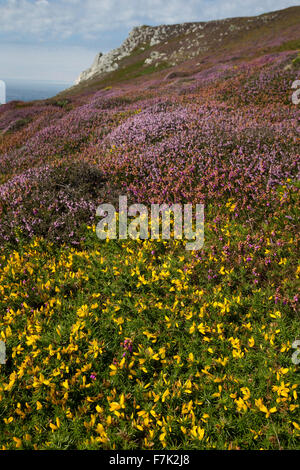 Western Stechginster, Zwerg Ginster, Gallischer Stechginster, Westlicher Stechginster, Französischer Stechginster, Ulex gallii Stockfoto