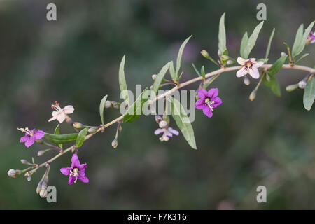 Boxthorn, Feld-Dorn, chinesische Wolfsbeere, Himalayan Goji, Goji-Bier, Bocksdorn, Gojibeere, Lycium Barbarum, Lycium halimifolium Stockfoto