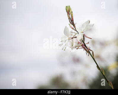 Gaura Blume oder Schmetterling Bush mit neutralen textfreiraum Hintergrund geeignet für Trauer, Anteilnahme und Mitgefühl Grußkarte Stockfoto