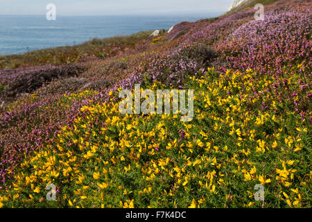 Western Stechginster, Zwerg Ginster, Gallischer Stechginster, Westlicher Stechginster, Französischer Stechginster, Ulex gallii Stockfoto