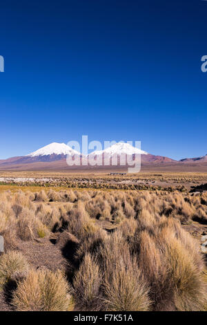 Vulkane Parinacota und Pomerade. Hohen Anden-Landschaft in den Anden. Hohen Anden-Tundra-Landschaft in den Bergen der Anden Stockfoto