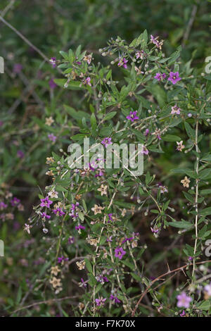 Boxthorn, Feld-Dorn, chinesische Wolfsbeere, Himalayan Goji, Goji-Bier, Bocksdorn, Gojibeere, Lycium Barbarum, Lycium halimifolium Stockfoto