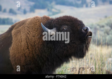 Einzigen großen Bison in majestätischen Seitenansicht, stehend in den Grasebenen von Lamar Valley, kauen, im Yellowstone Park. Stockfoto