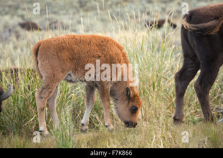 Junge Bison Kalb, Beweidung in den Wüsten-Beifuß-Ebenen des Lamar Valley im Yellowstone-Nationalpark, Wyoming. Stockfoto