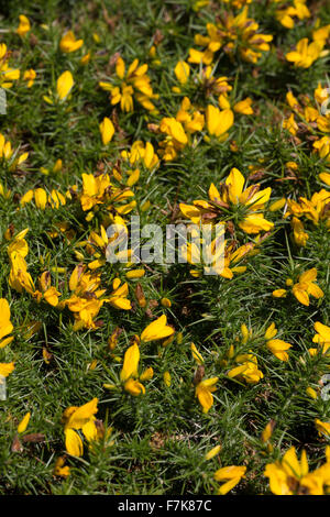 Western Stechginster, Zwerg Ginster, Gallischer Stechginster, Westlicher Stechginster, Französischer Stechginster, Ulex gallii Stockfoto