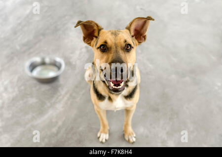 Hungrigen Hund ist ein hungriger Deutscher Schäferhund sehnsüchtig warten, dass jemand ot setzen etwas in seine Schale. Stockfoto